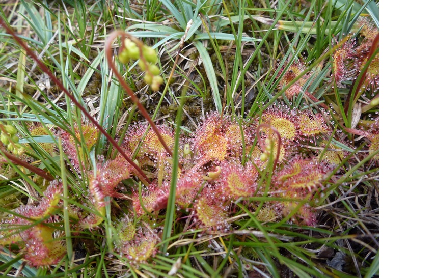 http://corse.n2000.fr/sites/corse.n2000.fr/files/images/page/drosera.jpg